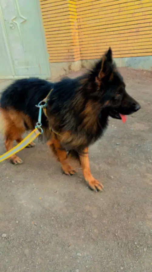 فروشی|سگ|رفسنجان, |دیوار