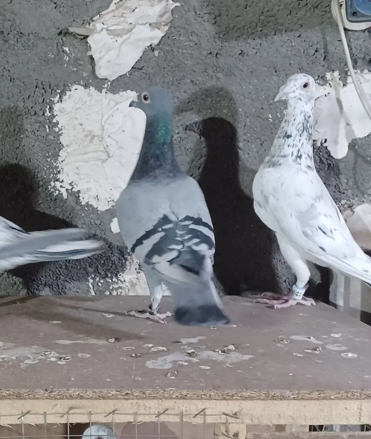 سار سرور|پرنده|مشهد, عبادی|دیوار