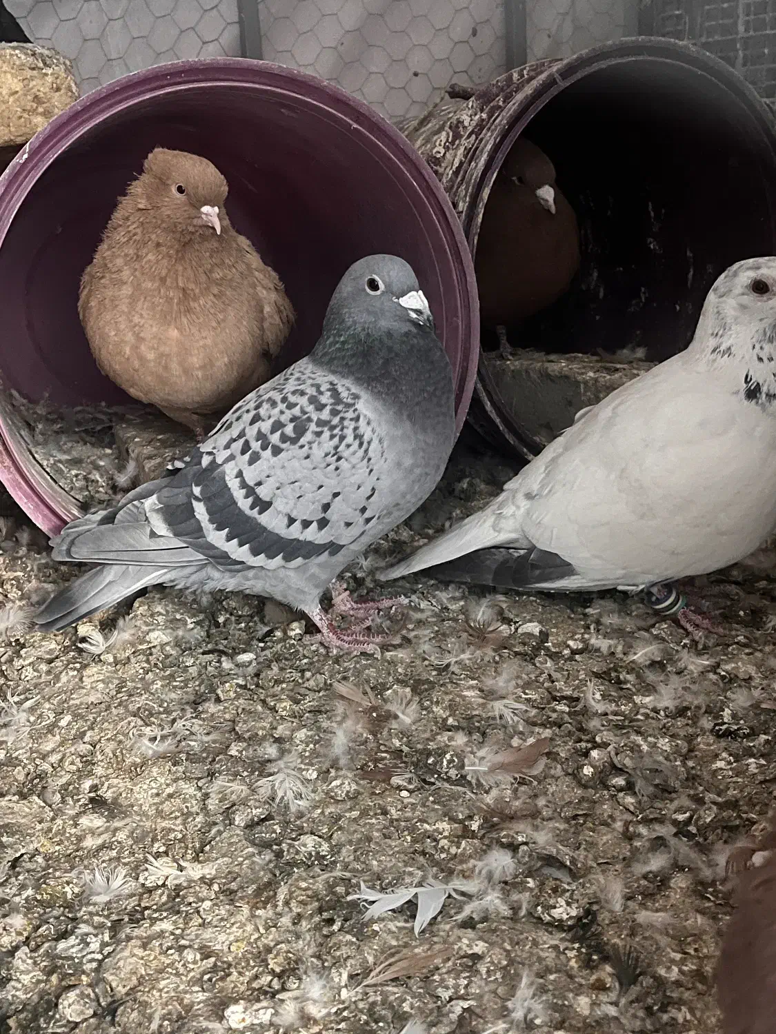 کفتر|پرنده|پاکدشت, پاکدشت (مامازند)|دیوار