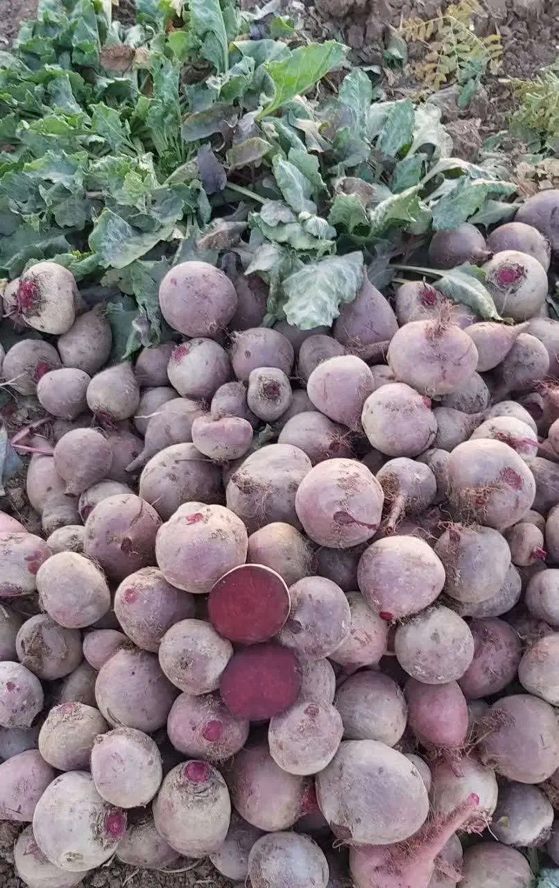 فروش لبوی قرمز|عمده‌فروشی|ترکمانچای, |دیوار