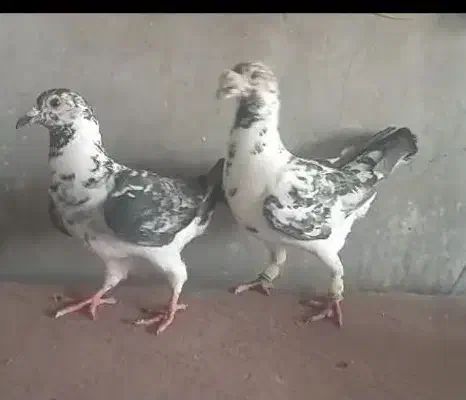 کبوتر|پرنده|جهرم, |دیوار