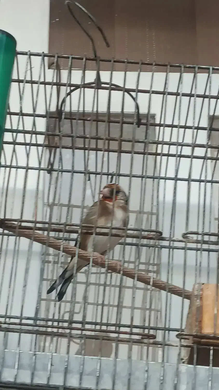 سهره|پرنده|شیراز, تندگویان|دیوار