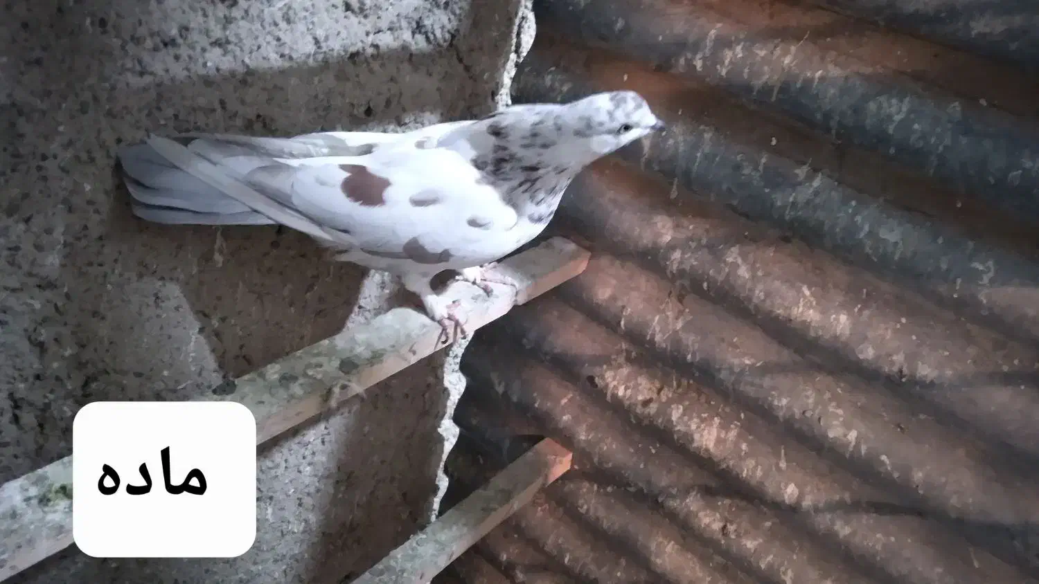 کفتر ماده|پرنده|شاهدشهر, |دیوار