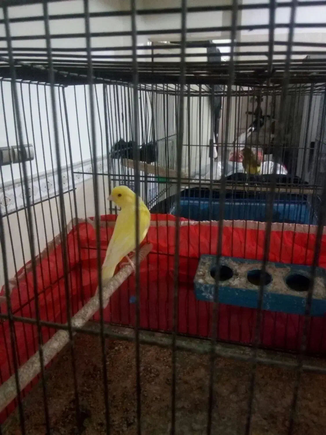 قناری نروماده|پرنده|قنوات, |دیوار