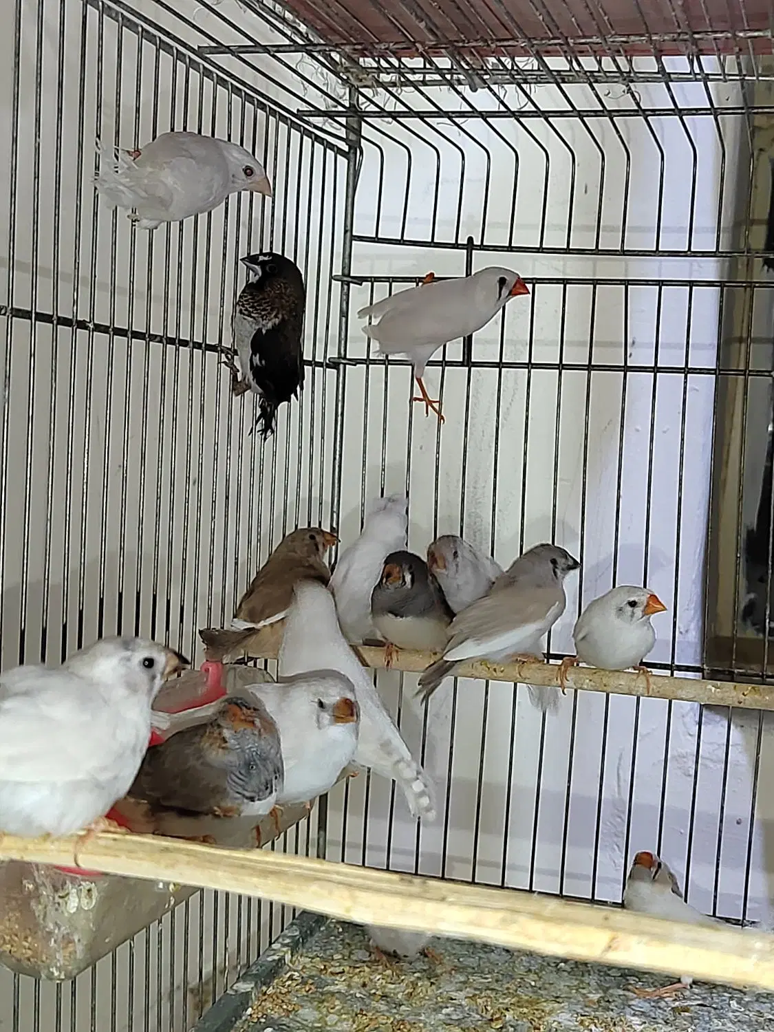 زبرا|پرنده|تهران, جی|دیوار