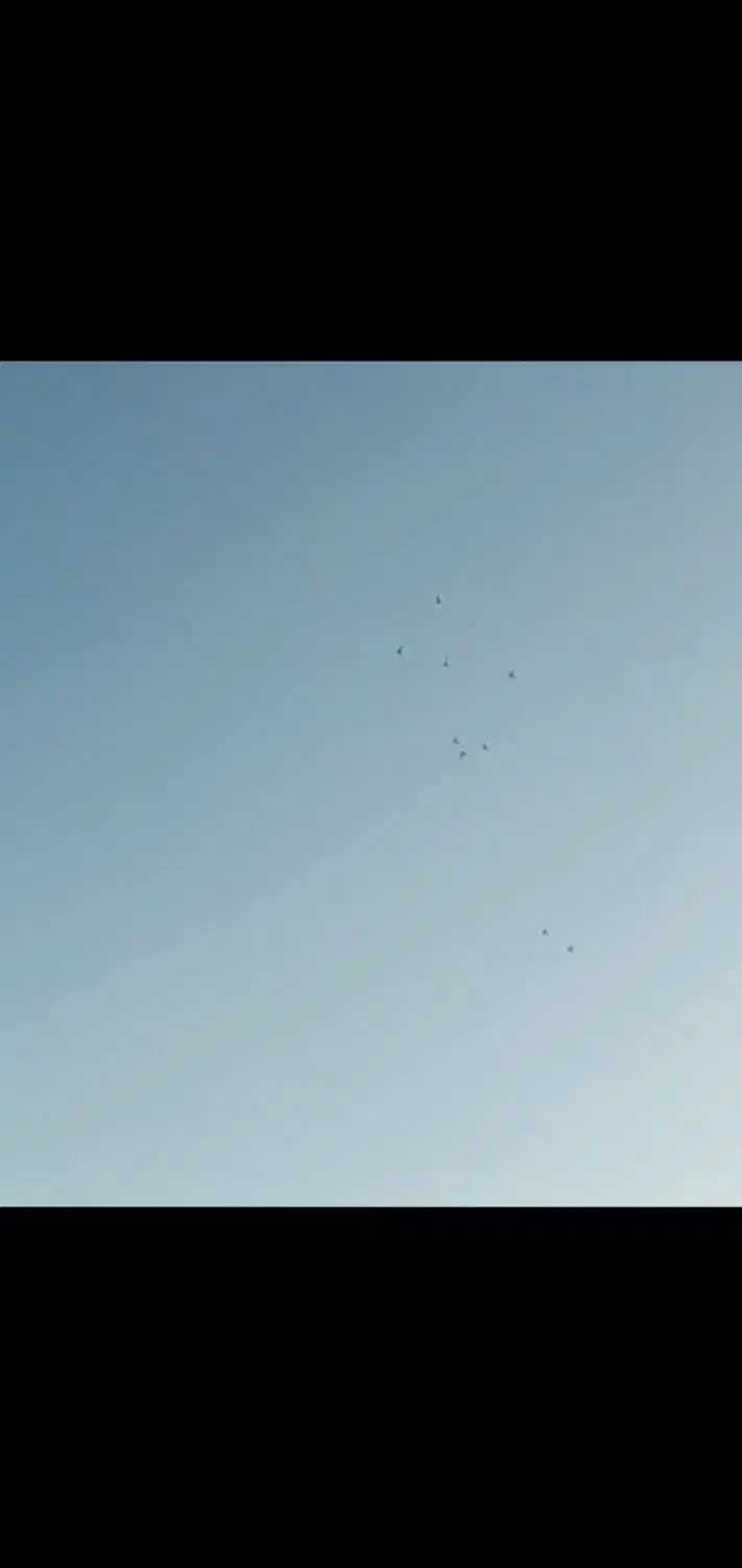 طوقی|پرنده|ایلام, |دیوار