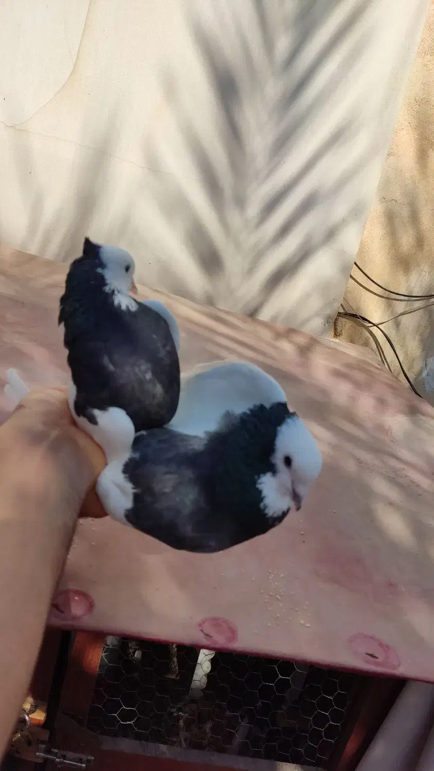 دو سه جفت پرنده درجه یک|پرنده|کازرون, |دیوار