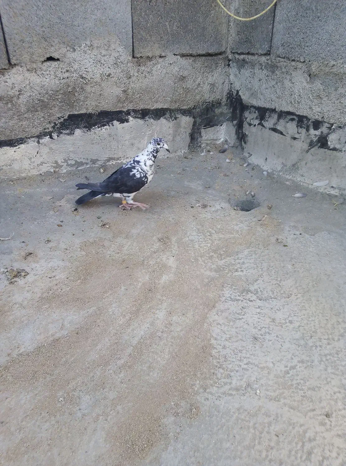 کبوتر|پرنده|کوار, |دیوار