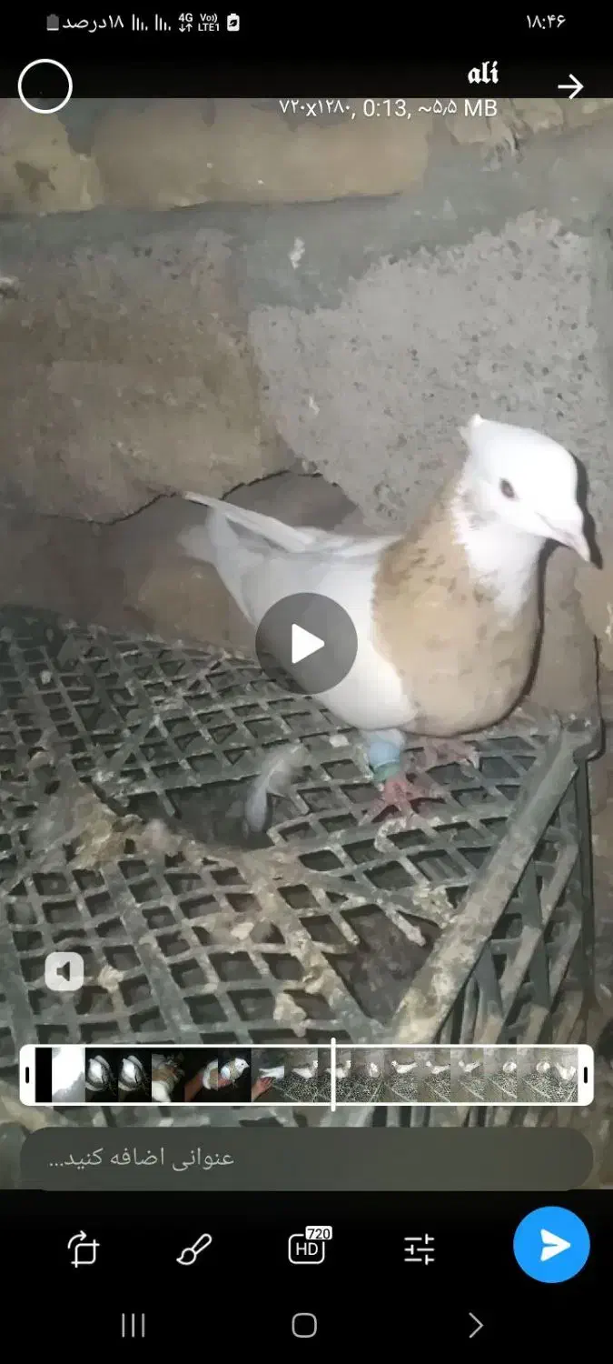 چندتا نریک ماده کفترای جوین|پرنده|سبزوار, توحیدشهر|دیوار
