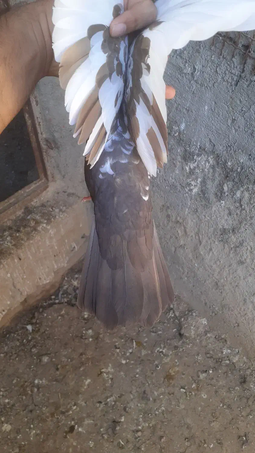 سینه‌ای|پرنده|مسجد سلیمان, |دیوار