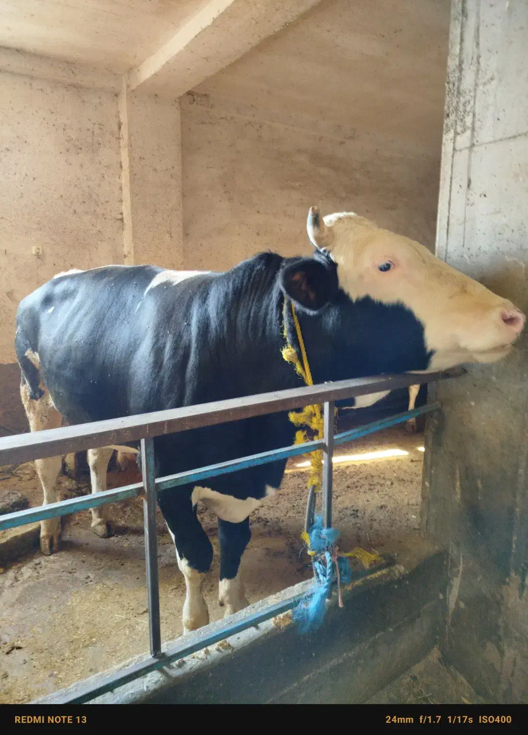 گاو گوشتی سمینتال درجه یک بدون شکم کیلو ۳۵۰|حیوانات مزرعه|میانه, |دیوار