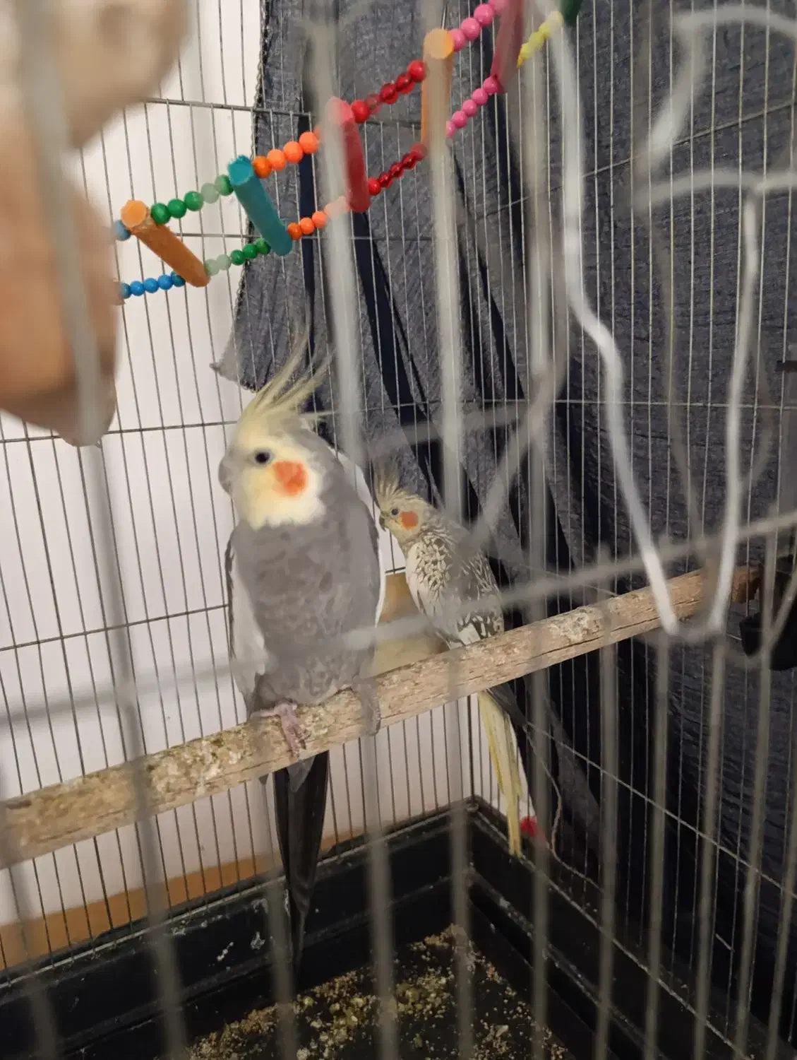 عروس هلندی مولد با وسایل|پرنده|پاکدشت, پاکدشت (مامازند)|دیوار