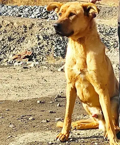 واگذاری سگ نژاد خاص|سگ|زنجان, |دیوار