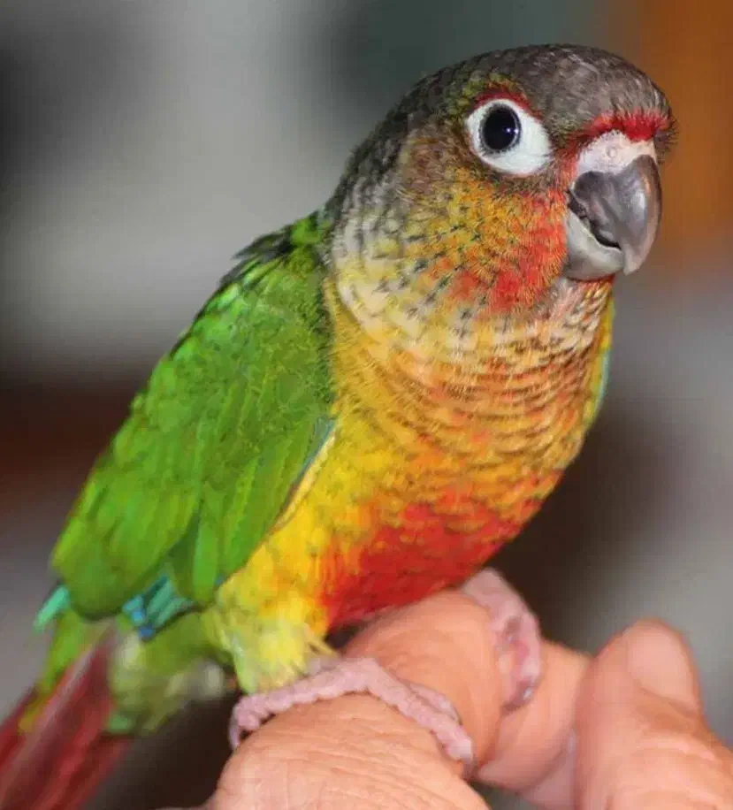 یک جفت گرینچیک|پرنده|کرمان, |دیوار