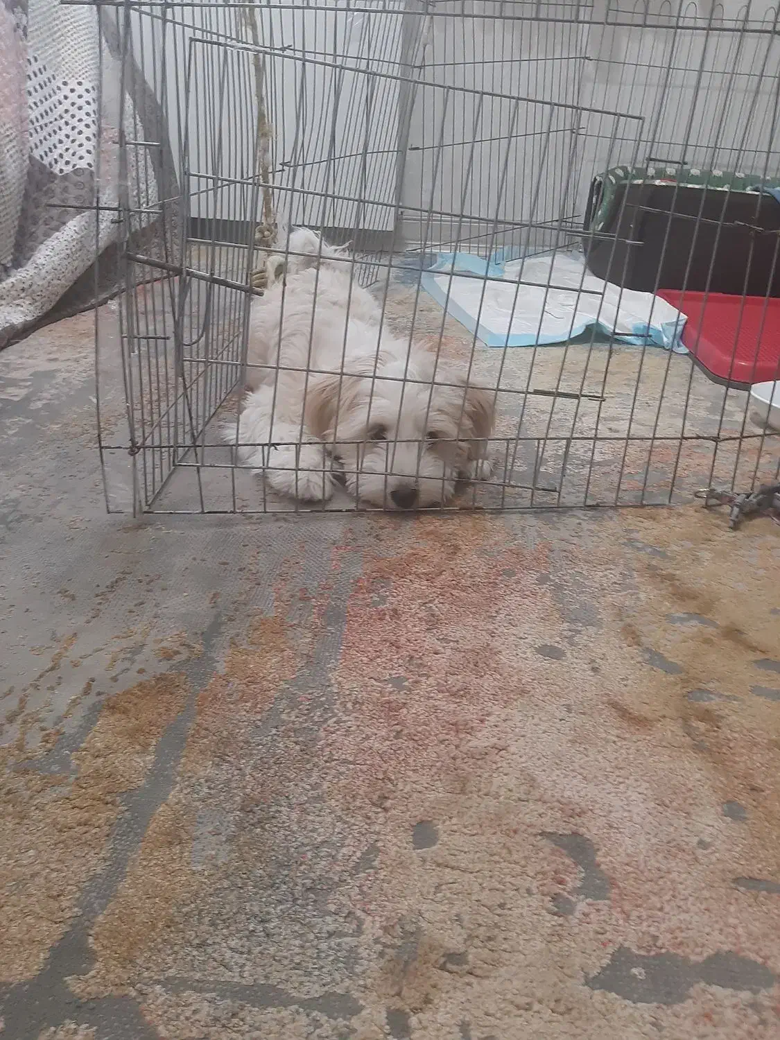 واگذاری سگ مالتیشو|سگ|ری, هاشم‌آباد|دیوار