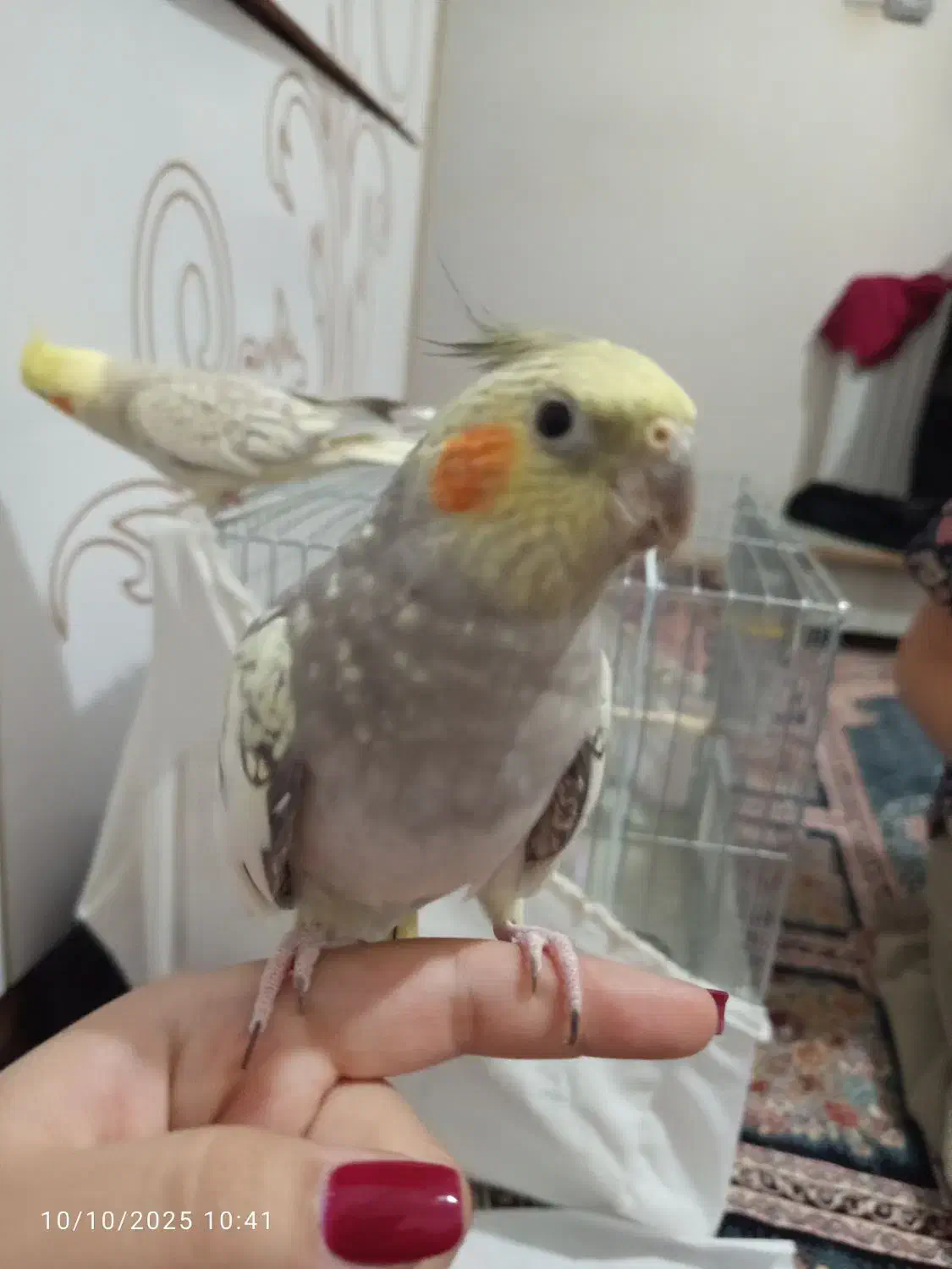 عروس گل باقالی|پرنده|سراب, |دیوار