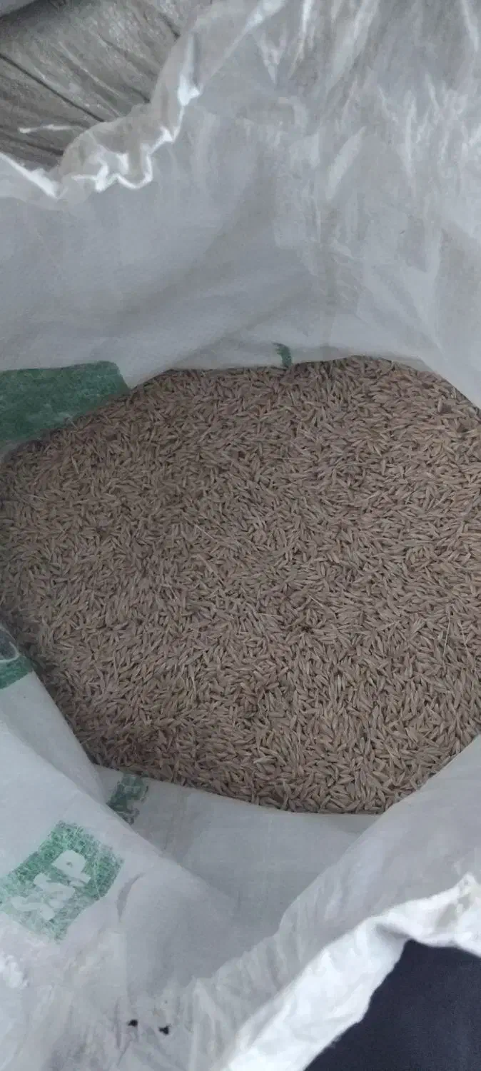 جو بذری آبی درجه یک ۱تن|لوازم جانبی حیوانات|ساوه, |دیوار