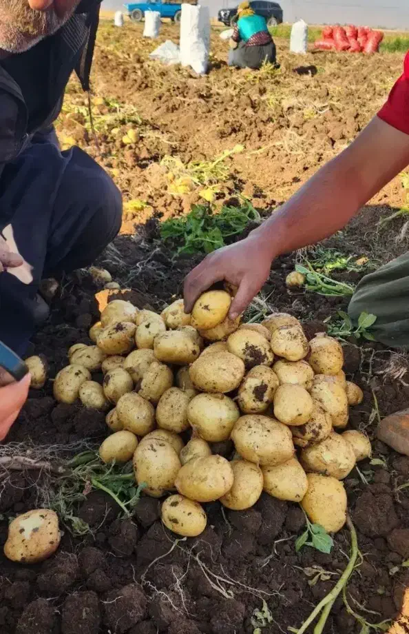 پخش سیب زمینی قروه۲۸ هزار|حراج|سرپل ذهاب, |دیوار