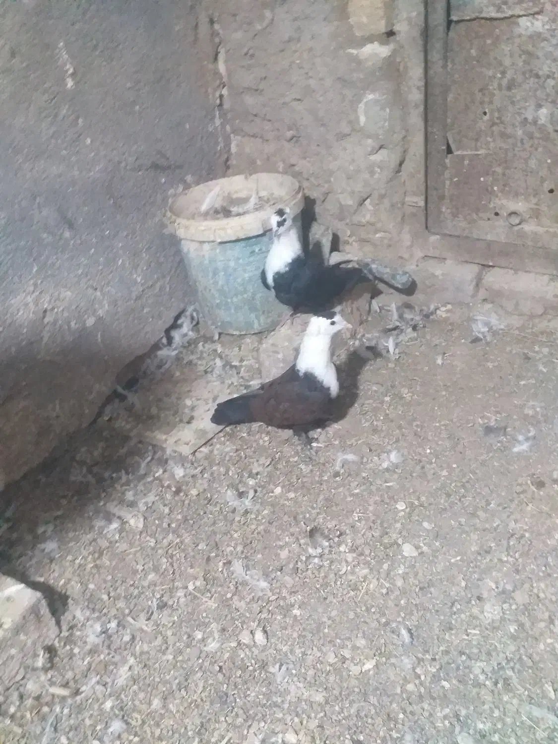 کبوتر جفتگاه|پرنده|مشهد, انقلاب|دیوار