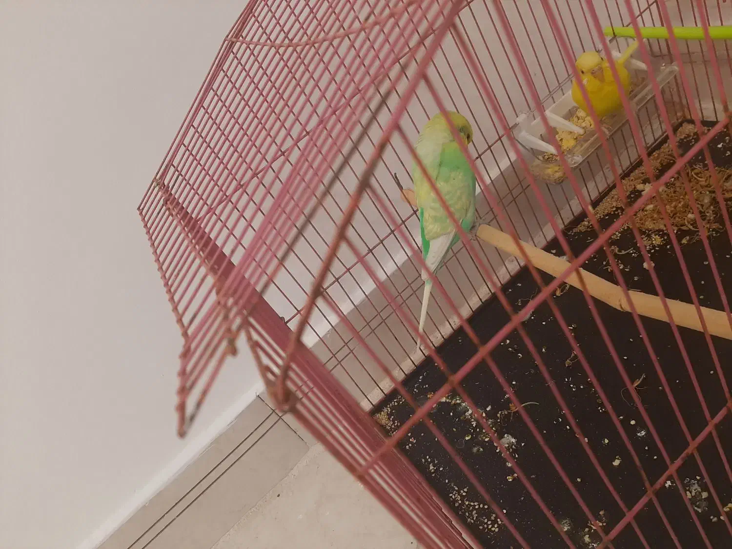 مرغ عشق|پرنده|شیروان (خراسان), |دیوار