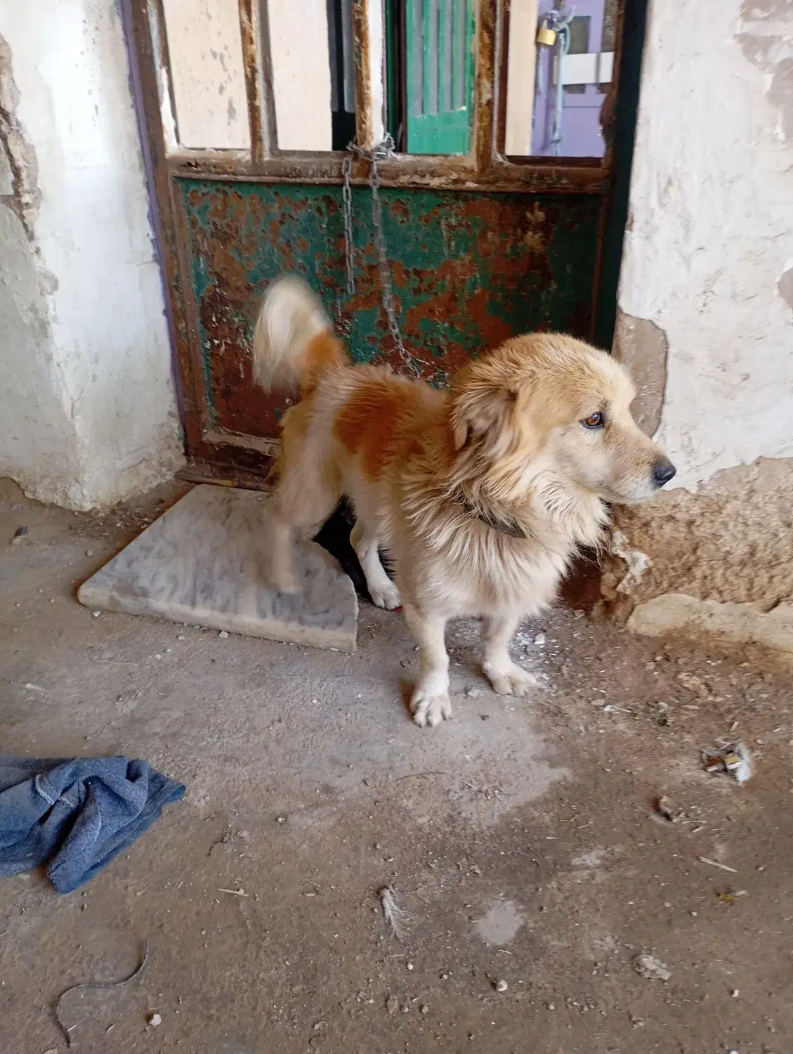 سگ پاکوتاه نر|سگ|خرم‌آباد, |دیوار