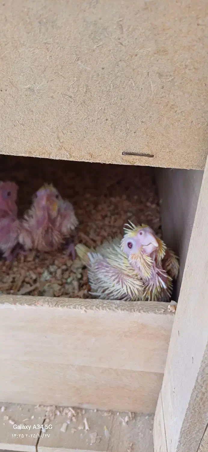 جوجه عروس هلندی|پرنده|خمینیشهر, |دیوار