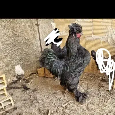 خروس سیاه زینتی نژاد سلطان|حیوانات مزرعه|رباط‌کریم, رباط‌کریم|دیوار