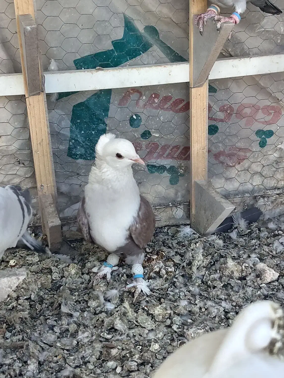 کله سفید کاکلی|پرنده|بیرجند, |دیوار