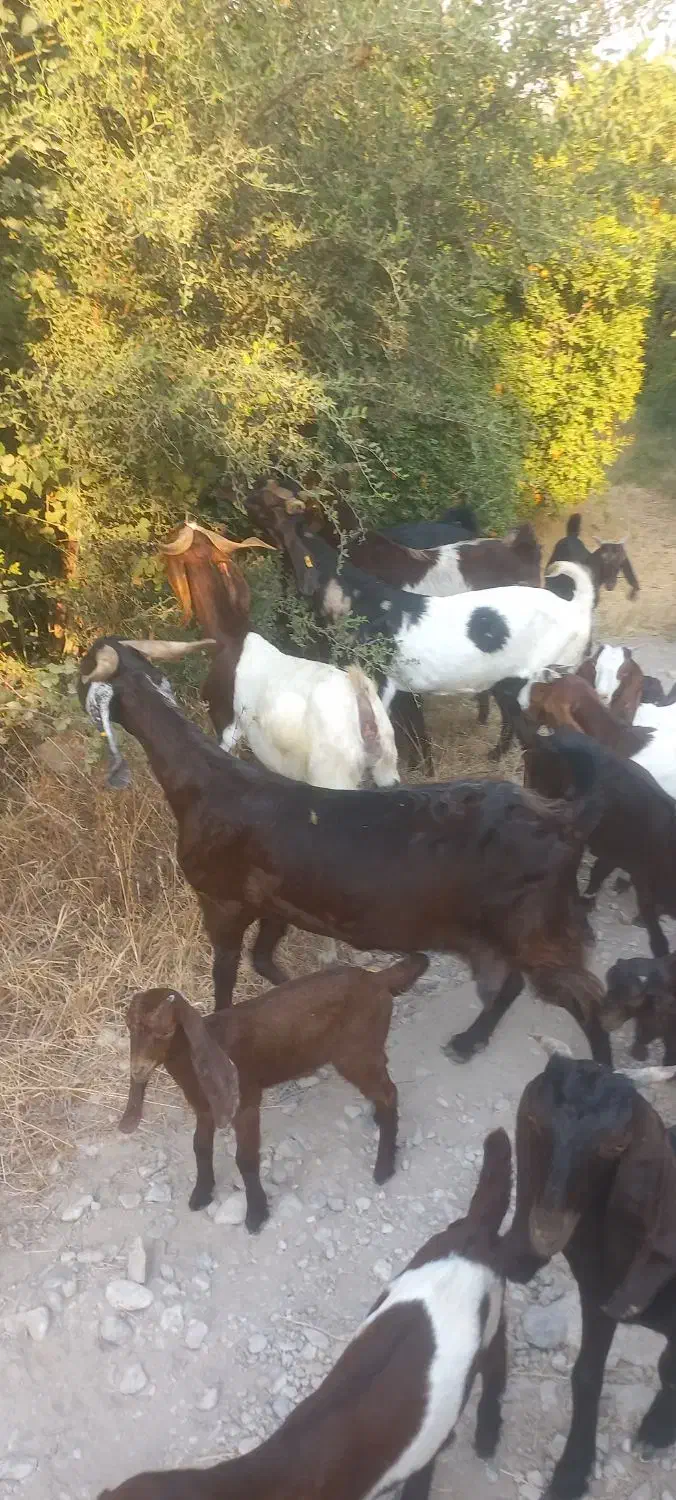 فروش ۷ راس بز پاکستانی ک ۸ راس کهره دارن ۴ راسش دو|حیوانات مزرعه|کازرون, |دیوار