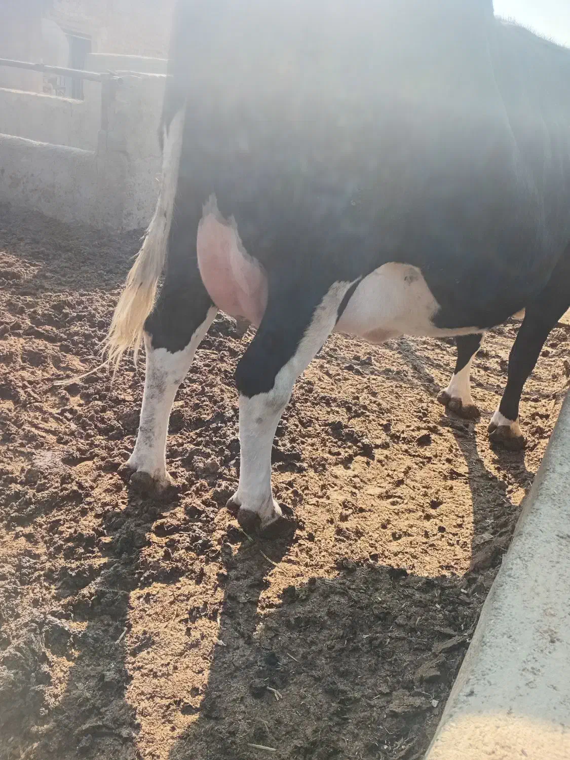 گاو آبستن سنگین|حیوانات مزرعه|جوادآباد, |دیوار