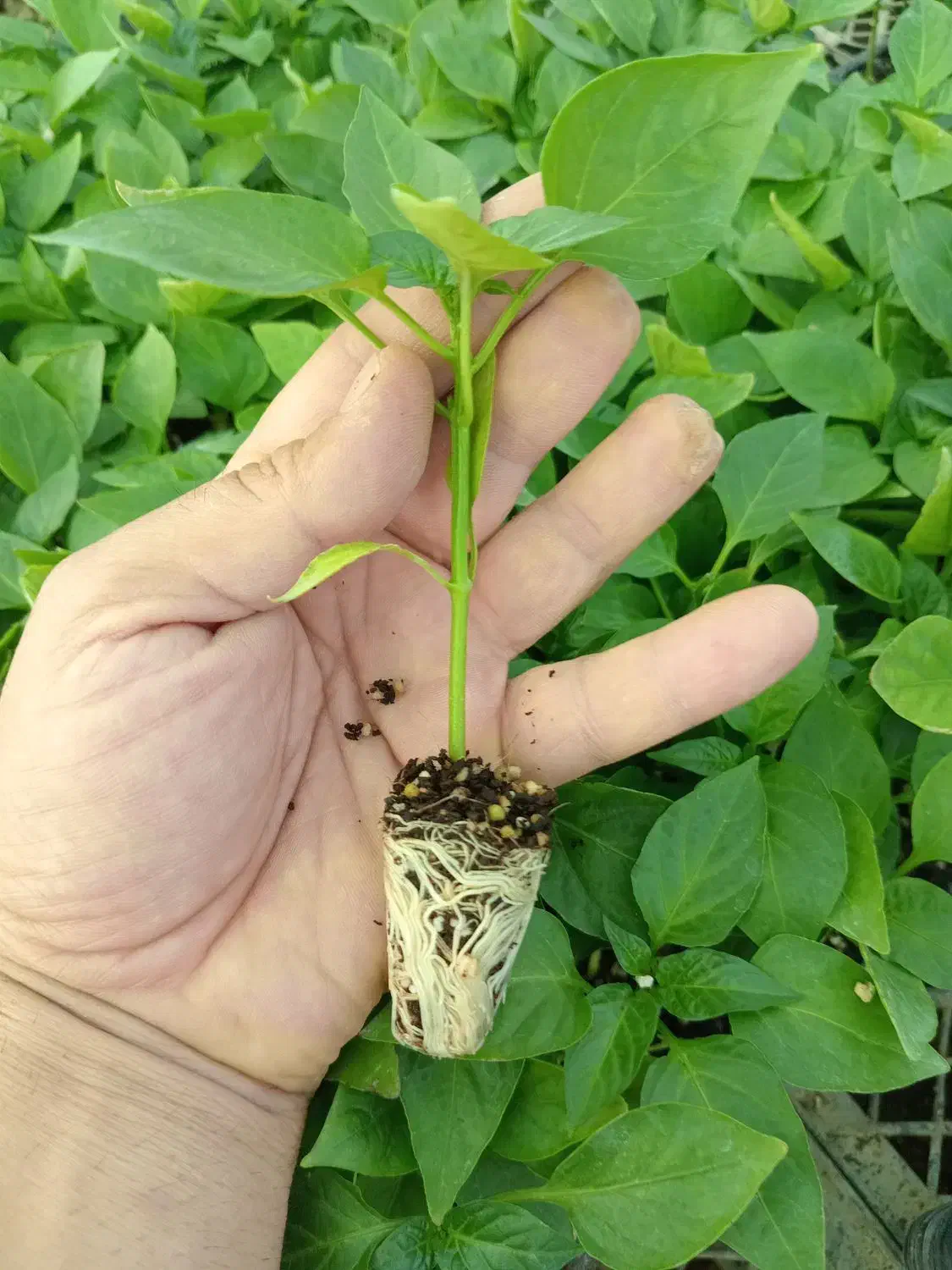 نشا فلفل|خدمات باغبانی و درختکاری|میناب, |دیوار