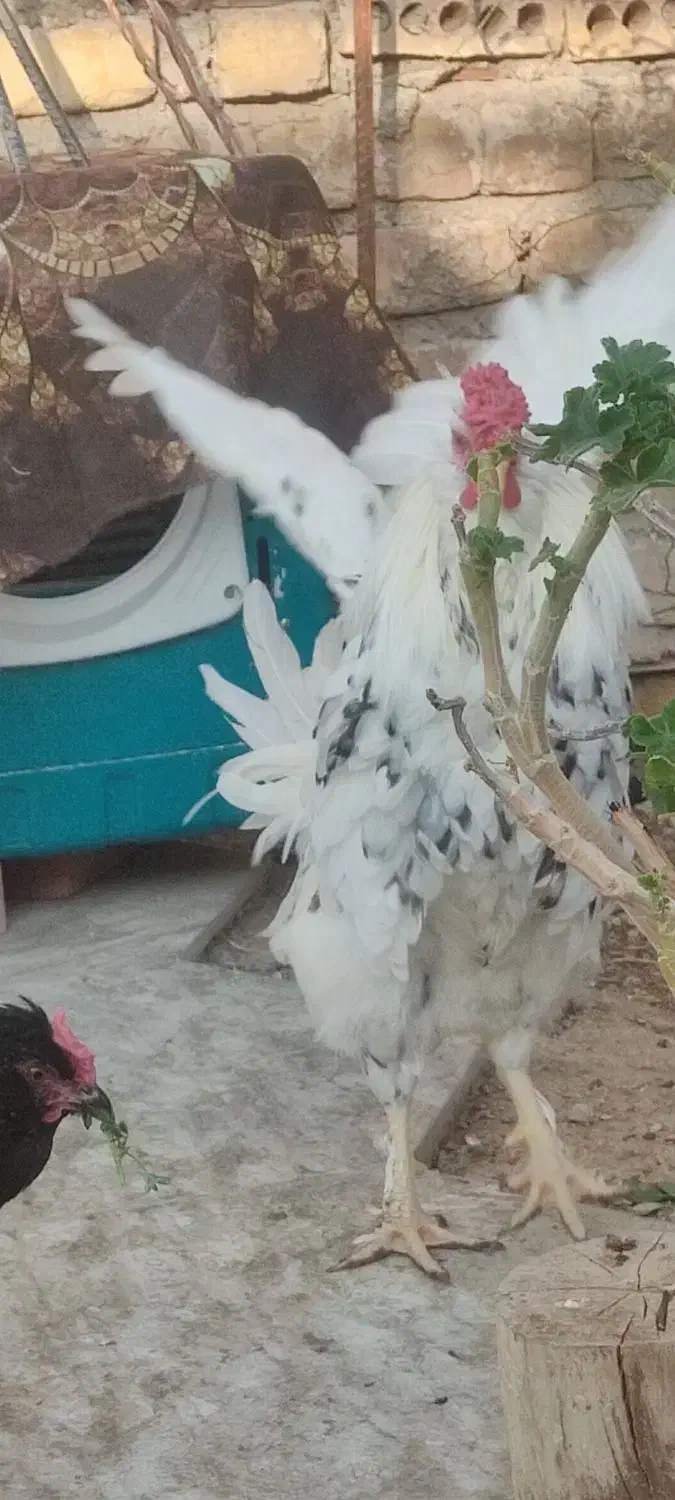 مرغ محلی و غاز|حیوانات مزرعه|مرودشت, شهرک بسیجیان|دیوار