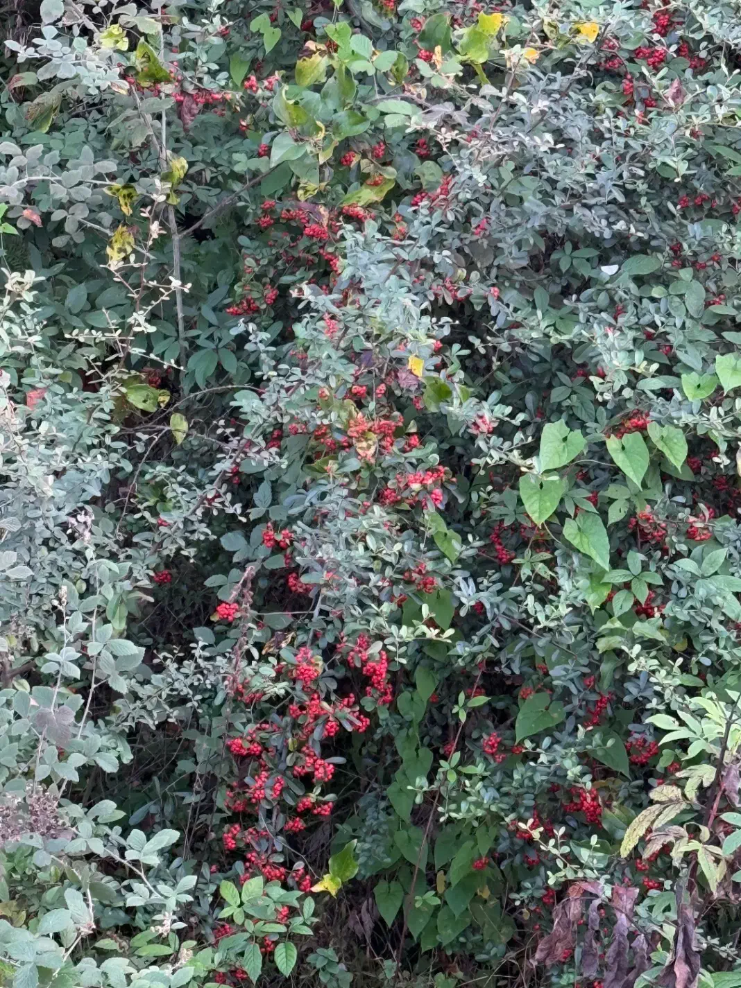 حسابدار بازنشسته|استخدام مالی، حسابداری، حقوقی|تهران, نارمک|دیوار