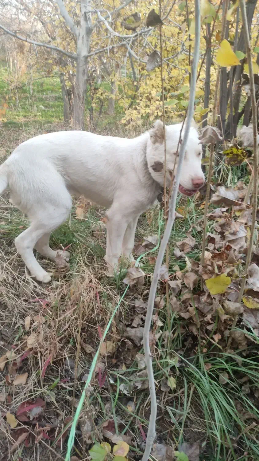 توله میکس الابای، کانگال|سگ|مشهد, خواجه ربیع|دیوار