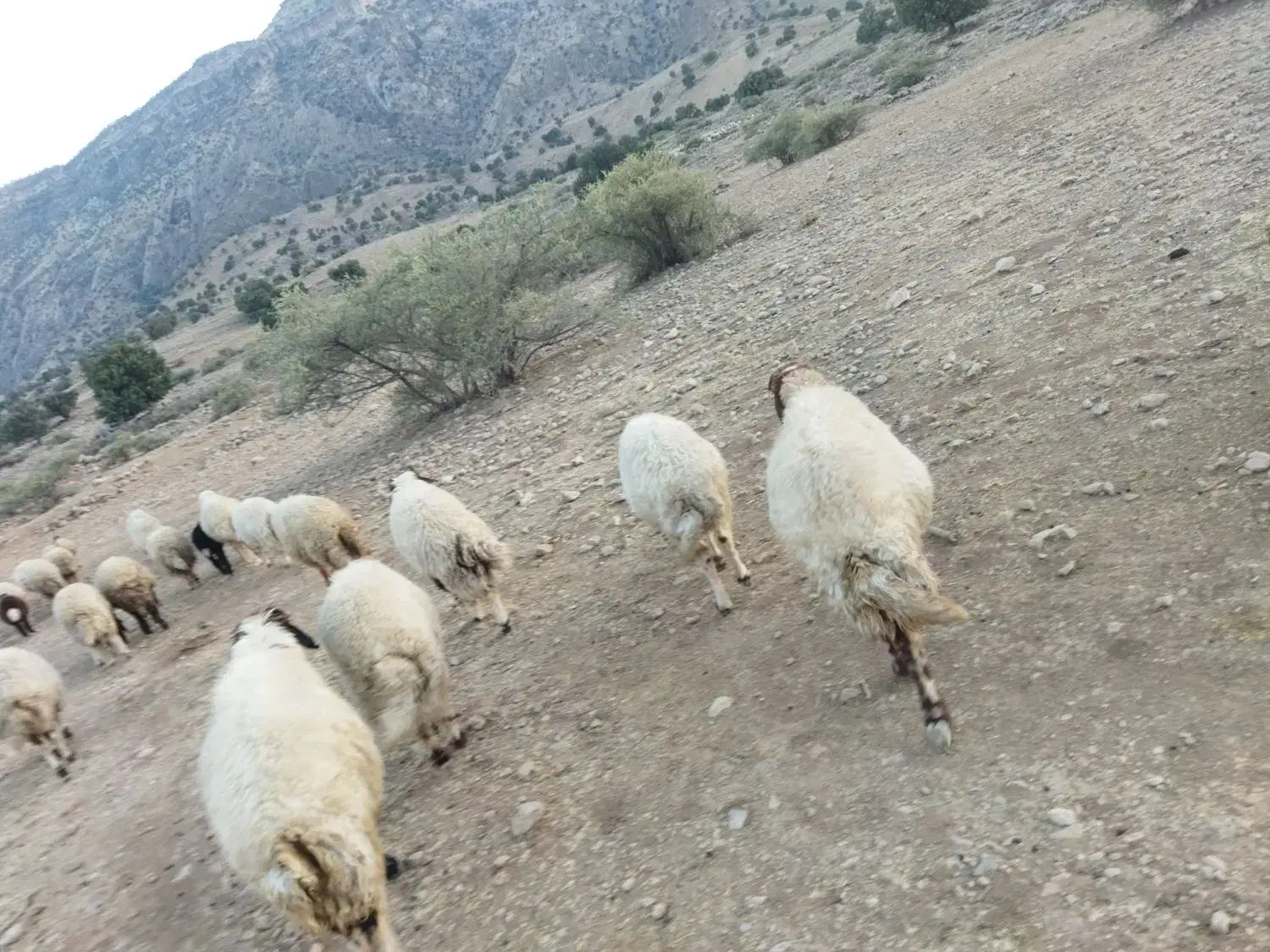 گوسفند لری آبستن شک و دو و سه بره|حیوانات مزرعه|پلدختر, |دیوار