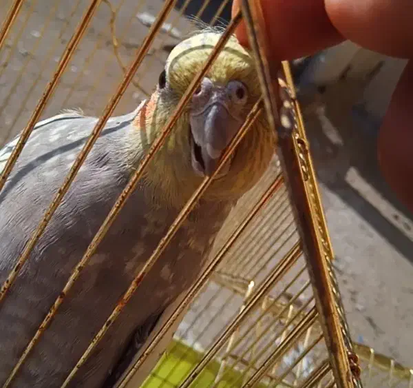 پرنده عروس هلندی|پرنده|فردیس, شهرک ارم|دیوار