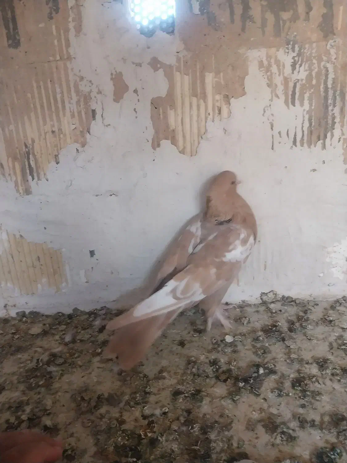 کفتر طوقی کله سینه|پرنده|شیراز, دکتر حسابی|دیوار