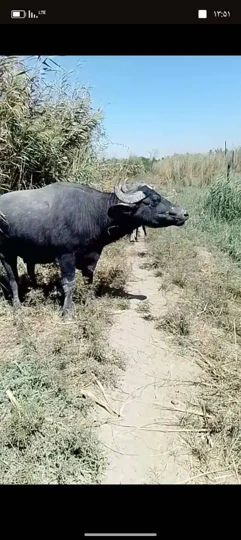 گمشده|حیوانات|آبادان, |دیوار