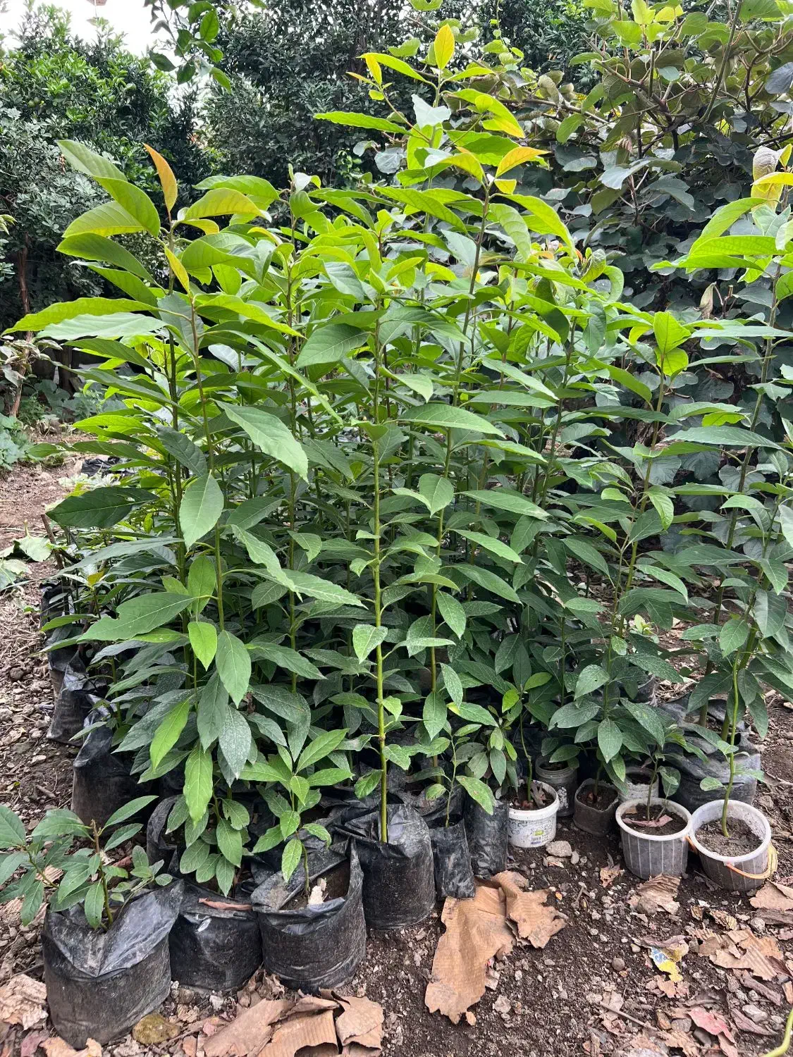 نهال آواکادو بیکن سبز|گل و گیاه طبیعی|پره‌سر, |دیوار