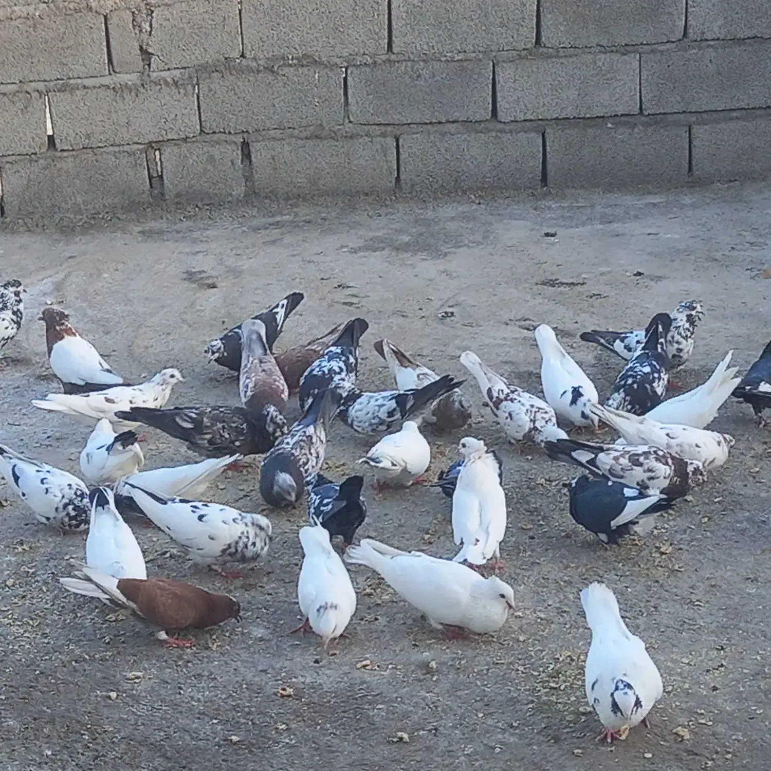 کبوتر|پرنده|سیوان, |دیوار