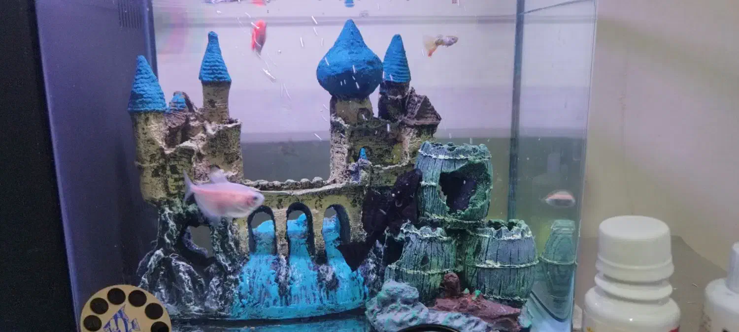 آکواریوم (دلسا)|ماهی|قدس, شهر‌قدس|دیوار