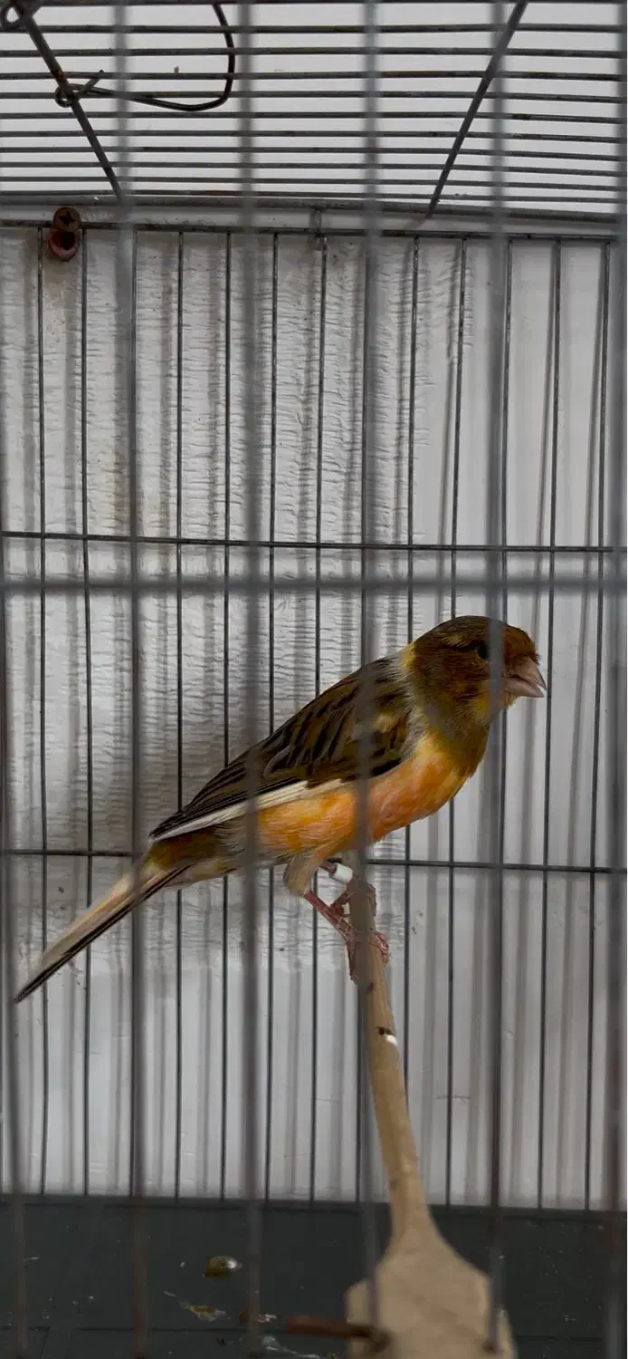 قناری سوپر|پرنده|رشت, حافظ آباد|دیوار