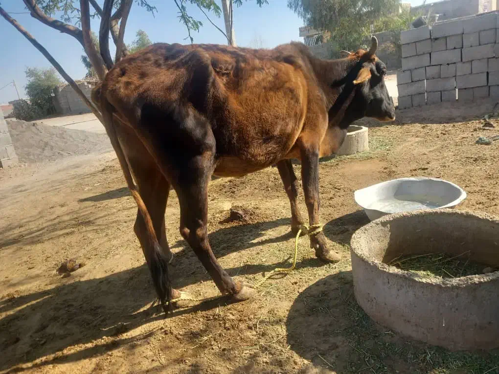 دوتا گاو راست گوشت|حیوانات مزرعه|کهنوج, |دیوار