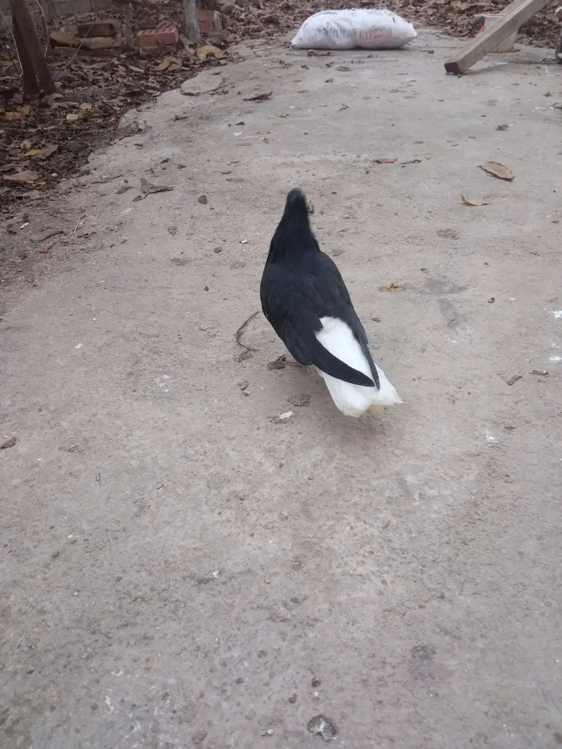 دم سفید|حیوانات|گنبد کاووس, |دیوار