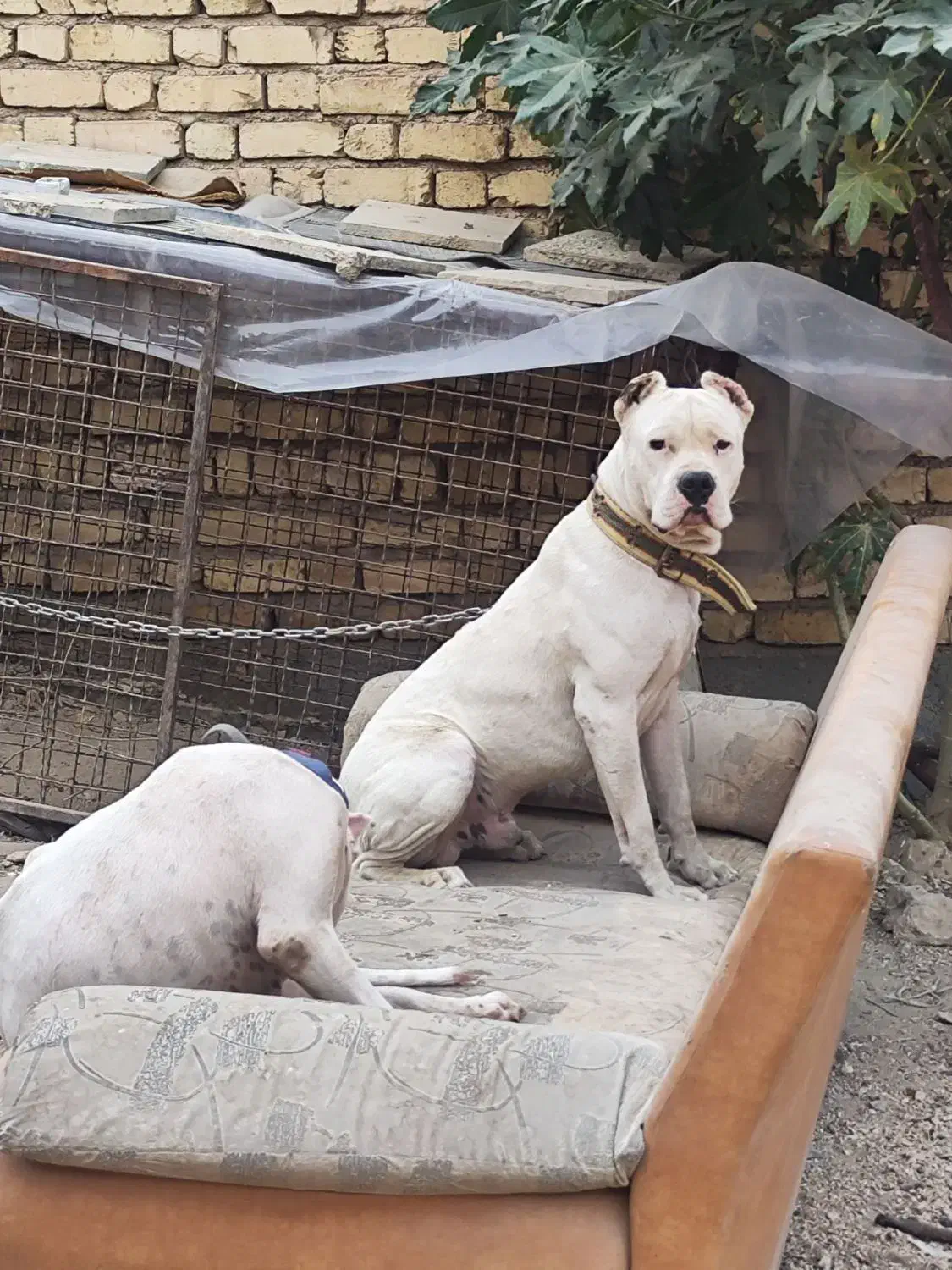 سگ داگو. کنکورسو|سگ|شیراز, شهرک قمشه|دیوار