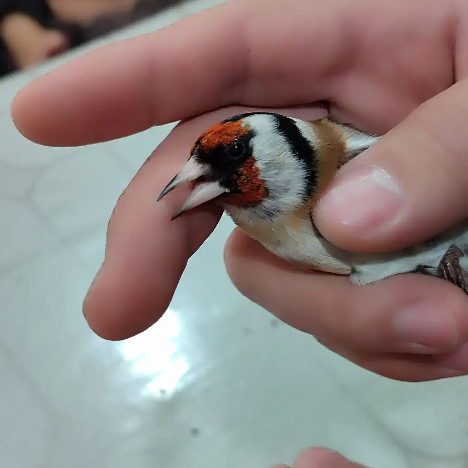 سهره کرواتی سیاه|پرنده|پارسآباد, |دیوار