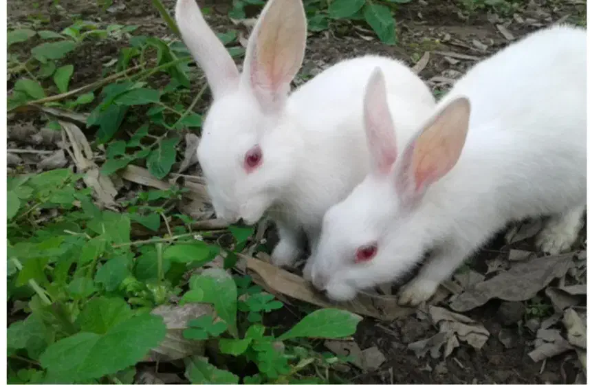 جفت خرگوش مولد|موش و خرگوش|سیرجان, |دیوار