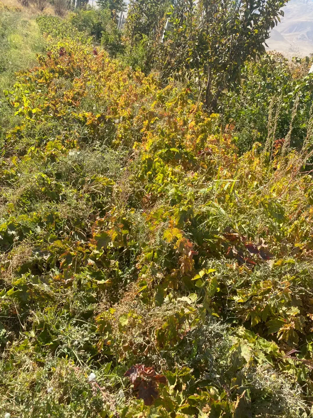 نهال انگور سفید و قرمز کشمشی|عمده‌فروشی|انزل, |دیوار