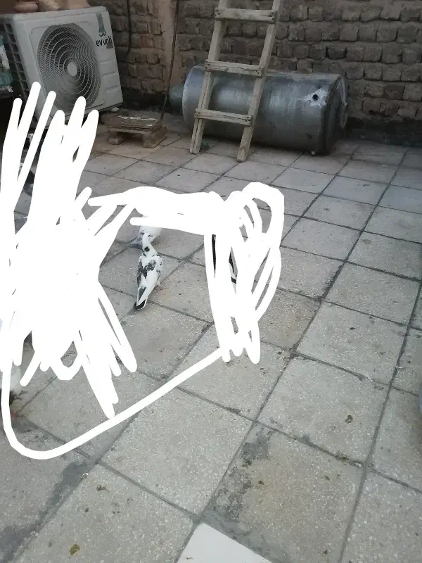 کفتر|پرنده|قم, شهرک امام حسین|دیوار