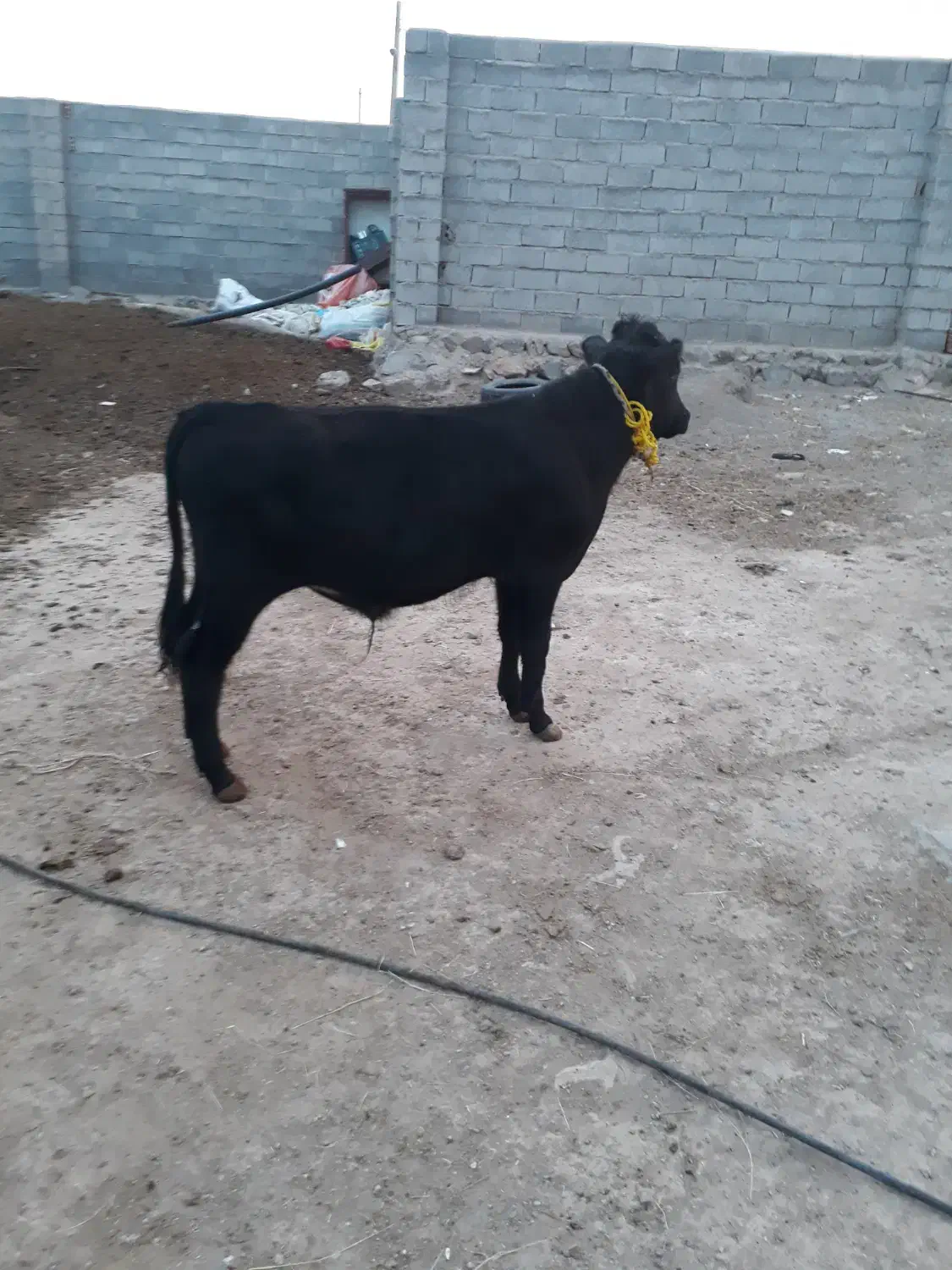 سمینتال اصل|حیوانات مزرعه|کلیبر, |دیوار